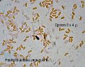 Hohenbuehelia unguicularis-amf1470-spores